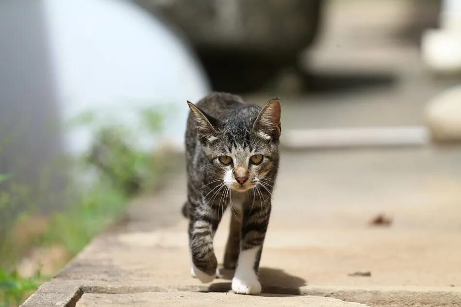 Коты ездят. Уличная кошка. Одинокая кошка. Кошка идет. Кошка одиночка.