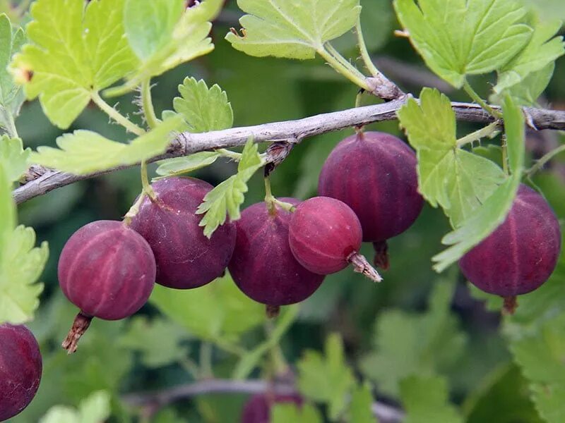 Крыжовник сеянец Шитакова. Крыжовник Хиннонмаки Грин. Крыжовник виноградный. Крыжовник шоколад