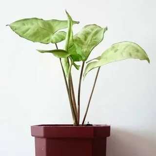 Plantum
