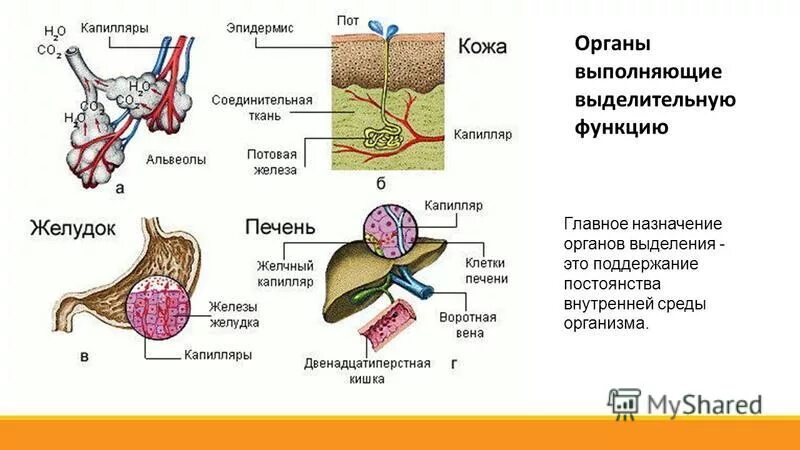 Печень выделяет гормоны