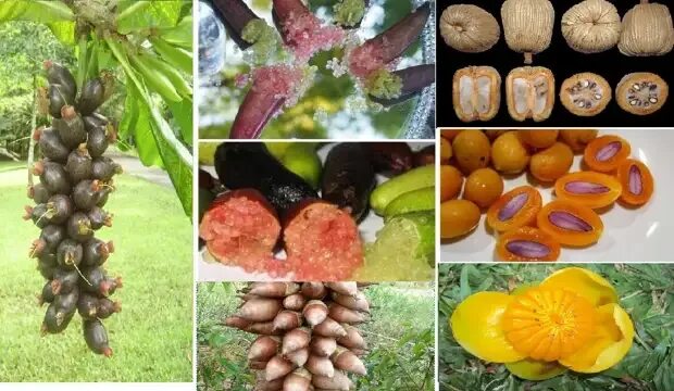 Съедобный плод деревьев. Фикус плоды съедобны. плоды кактуса съедобные. плоды деревьев на кубани. необычные сушеные съедобные плоды абхазии.