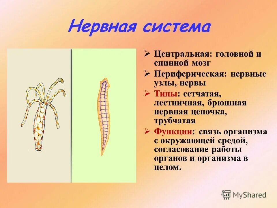 Нервная система плоских червей представлена. Лестничный тип нервной системы планерии. Тип нервной системы у планарии. Лестничная нервная система у плоских червей. Особенности строения лестничной нервной системы.