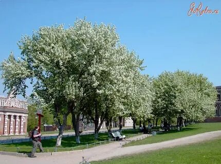 Яблоневая аллея сыктывкар