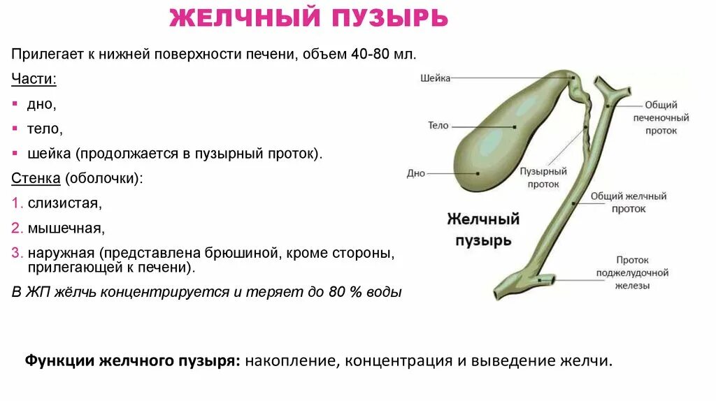 Увеличенный желчный пузырь причины. Строение желчного пузыря анатомия. Строение желчного пузыря кратко. Характеристика желчного пузыря. Анатомические структуры желчного пузыря.