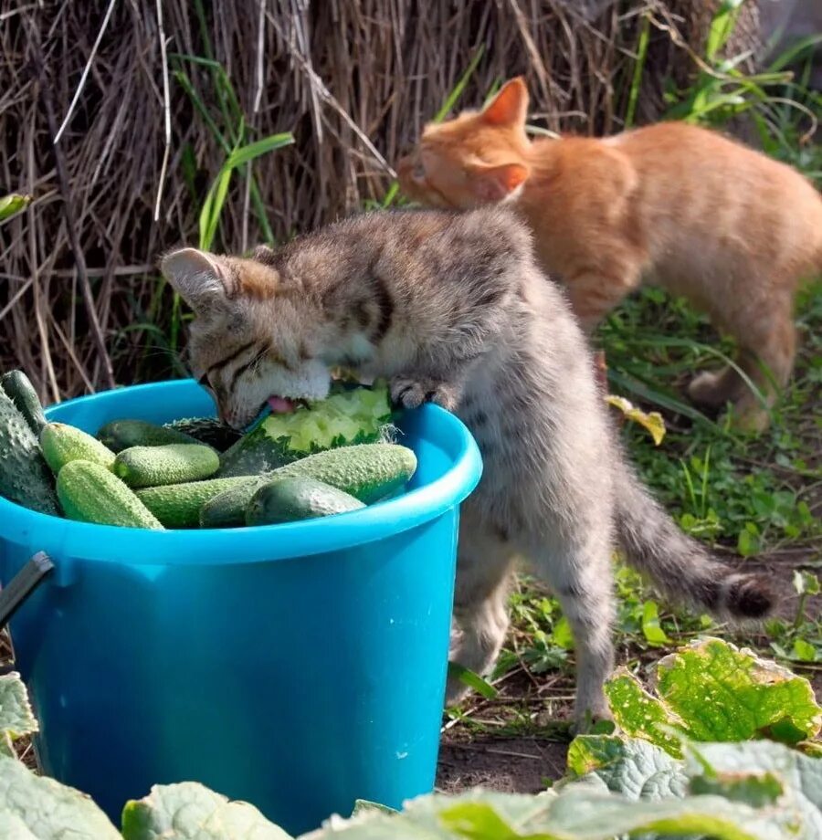 Коты на даче. Кот на грядке. Коты кушают огурцы. Кот ворует огурец с грядки. Голод пирожка не поднесет