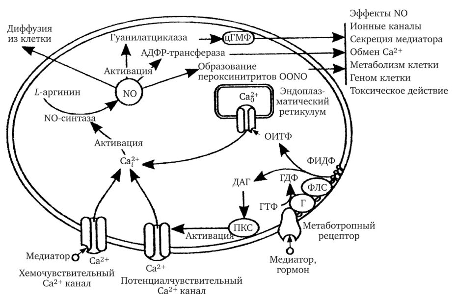 Физиологические процессы клеток. Местная регуляция. Основные физиологические процессы клеток. Регуляция физиологических процессов. Противоположные процессы в физиологии.