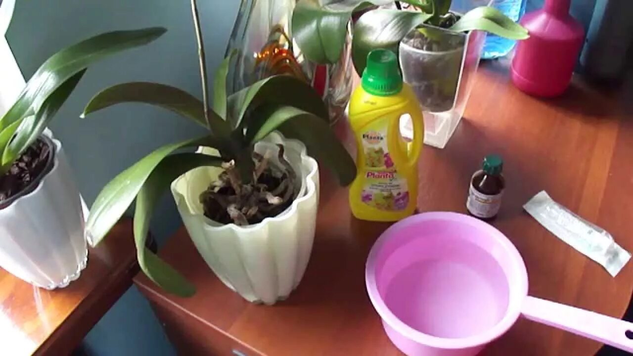 Удобрение для орхидей. Подкормить орхидею в домашних. Эпин для орхидей фаленопсисов. Подкормка для комнатных цветов в домашних условиях орхидею.