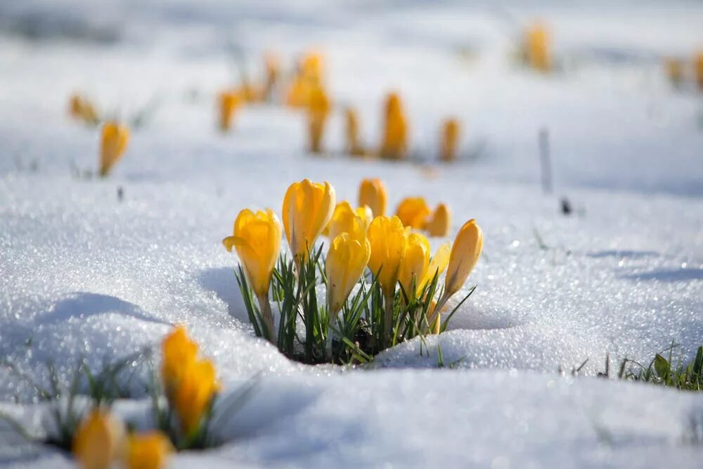 Winter spring. Весна март. Цветы из под снега. Снег в Вене. Наступила Весна.