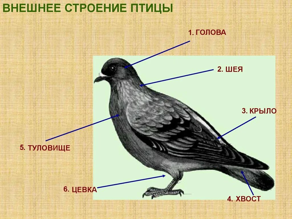 Форма тела птиц особенности строения значение. Строение птицы. Внешнее строение птиц. Строение туловища птицы. Строение головы птицы.