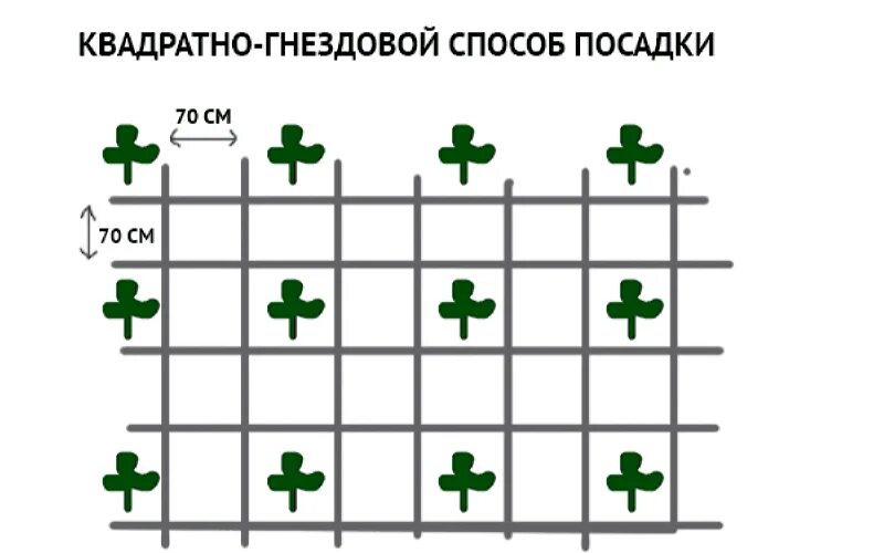 Квадратно гнездовой метод посадки картофеля. Квадратно-гнездовой способ посадки картофеля схема. Квадратно гнездовой метод посадки. Квадратно гнездовая схема посадки томатов. Способы высадки