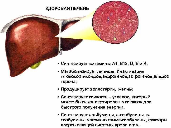 Выделяемый сок печени. Синтез витамина с в печени. Витамины для печени. Печень синтезирует витамин с.