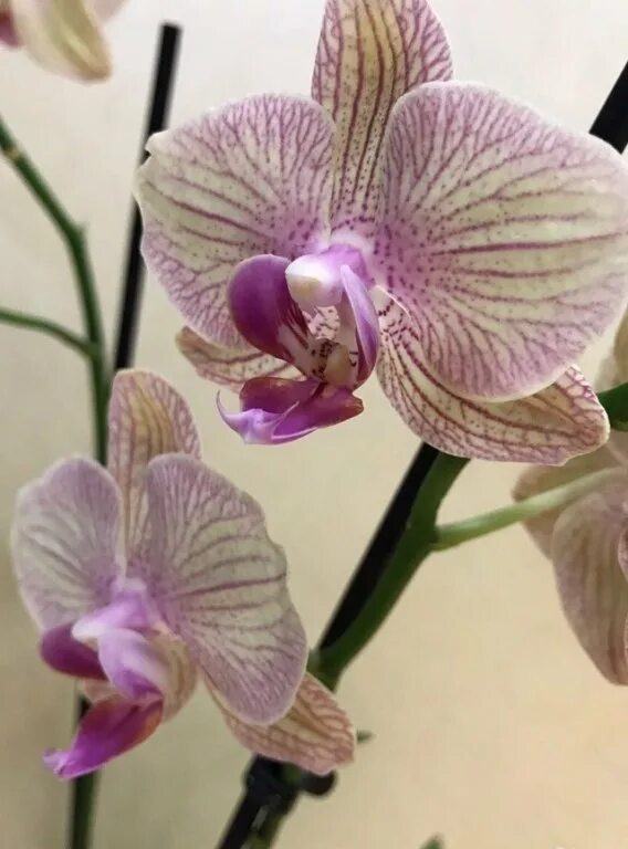 Орхидея moscow. Фаленопсис pobre. Lioulin wild cat. Фаленопсис москоу. Орхидея фаленопсис джуди.