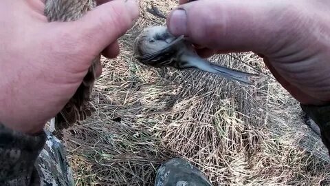 Невидимые в воздухе жаворонки заливались трелями