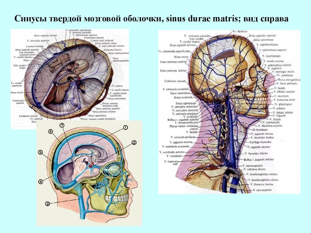 Синусы оболочек головного мозга. Синусы твердой оболочки головного мозга анатомия. Венозные синусы твердой мозговой оболочки. Синусы твердой мозговой оболочки свода черепа. Топография синусов твердой мозговой оболочки.