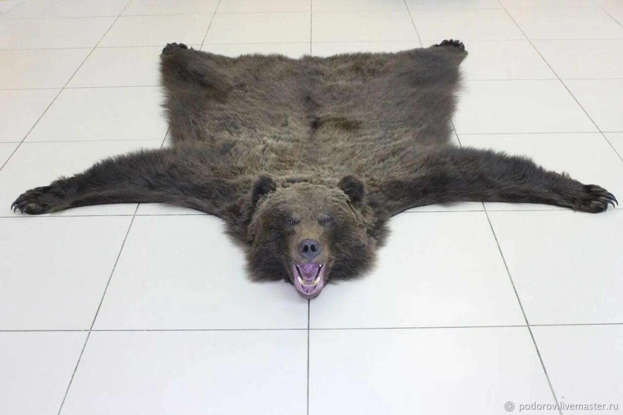 In Alaska produced the largest in the history of the grizzly 2016 Охота и Рыбалк