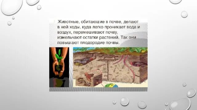 Выбери работу которую выполняют животные в почве. Обитатели почвы. проект почва. почвенные животные 5 класс.