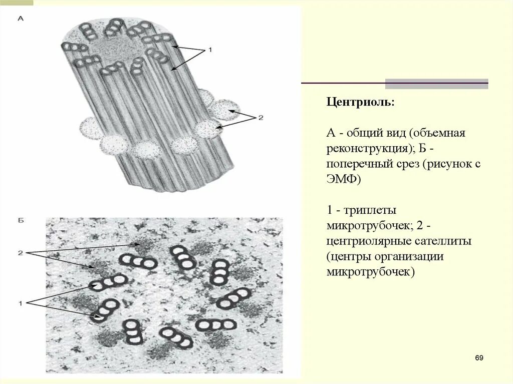 Клетка клеточный центр рисунок. Клеточный центр строение гистология. Строение клеточный центр. Центриоли ЕГЭ. Поперечный срез центриоли. Строение центриоли клетки.