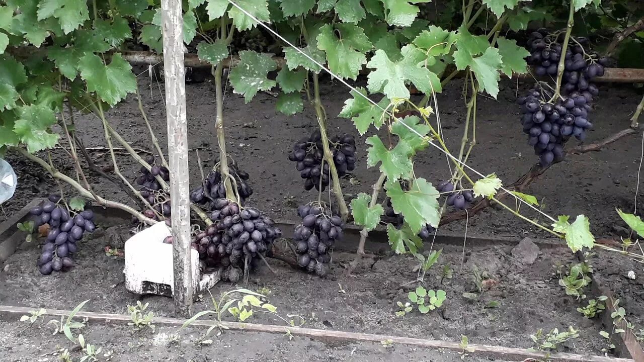 Виноград Графиня Виноград. Плодово-ягодные луковицы, рассада и саженцы