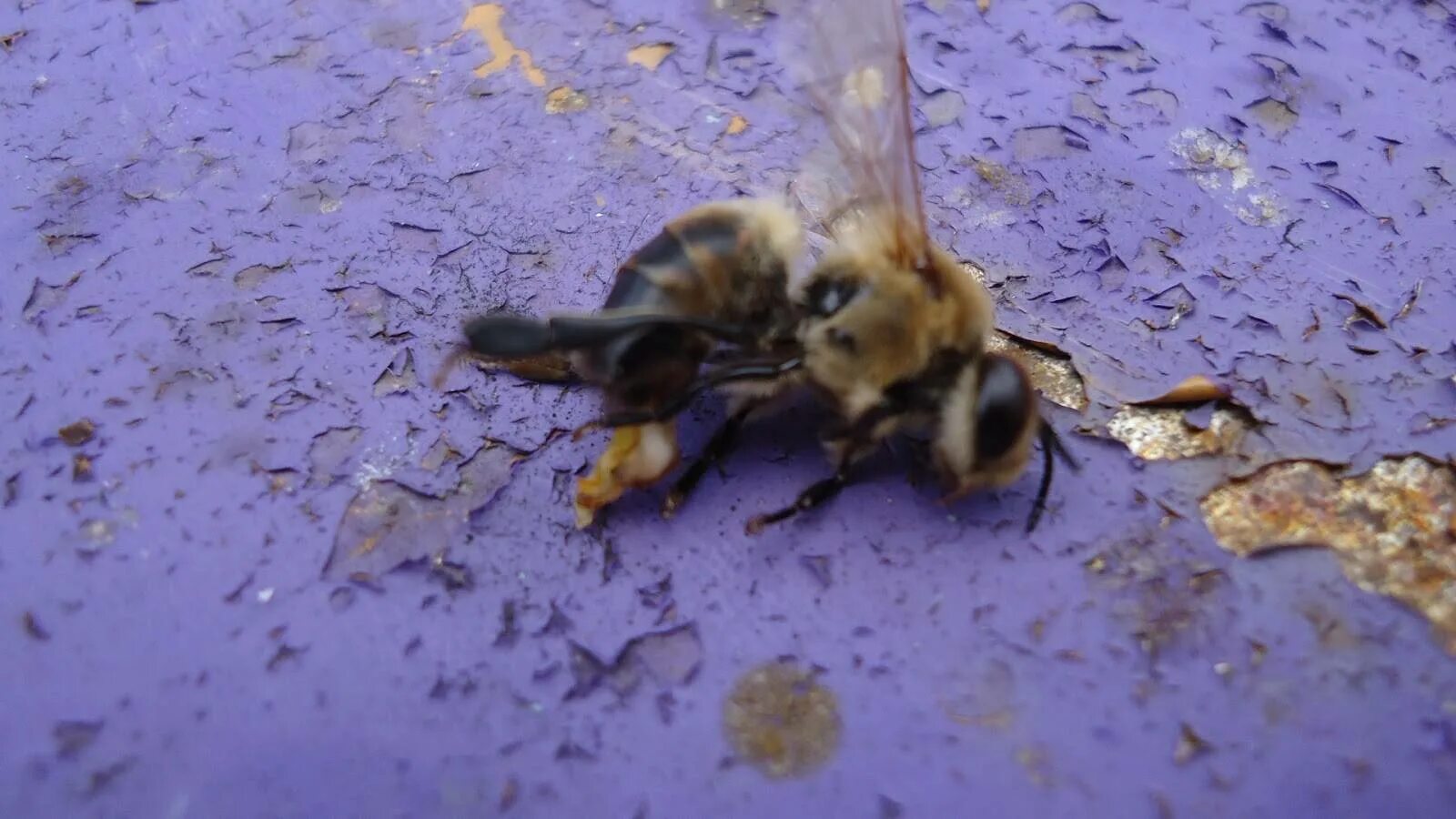 Умирают ли пчелы. Пчела матка трутень. Оплодотворение пчелиной матки. Пчелы спариваются. Трутень и пчела оплодотворение.