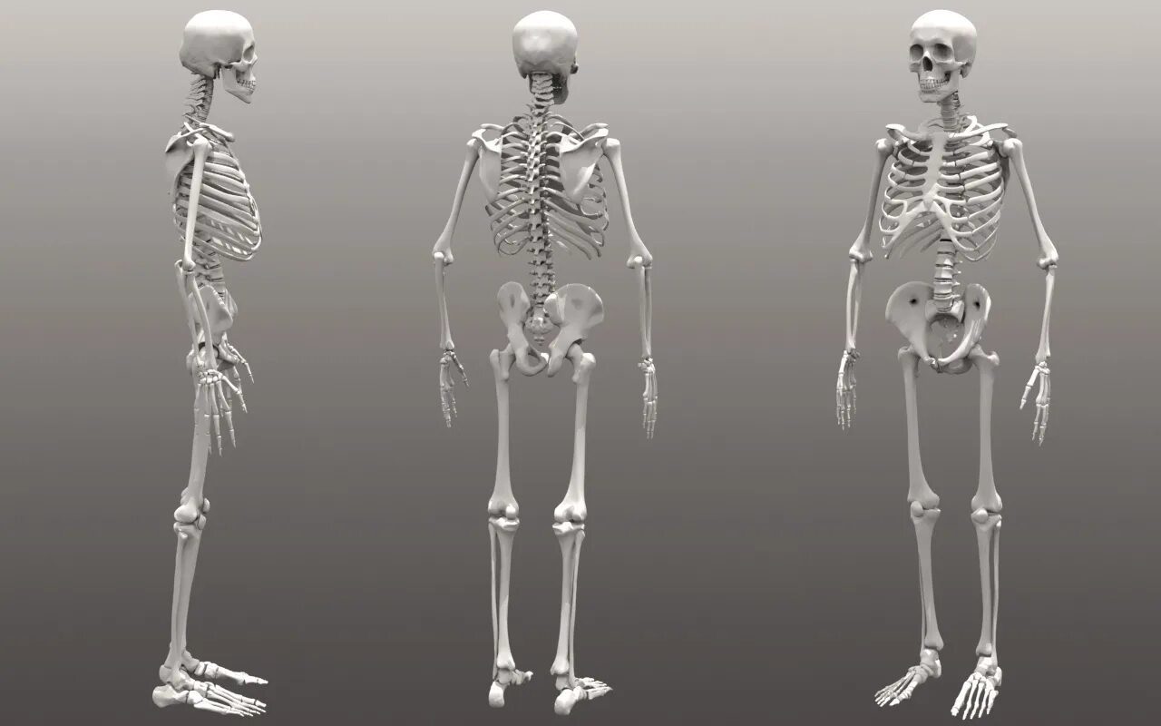 Скелет 2 вариант. Скелет человека профиль в полный рост. человек-скелет / skeleton man 2004. скелет человека анатомия майерс. скелет в полный рост референс.