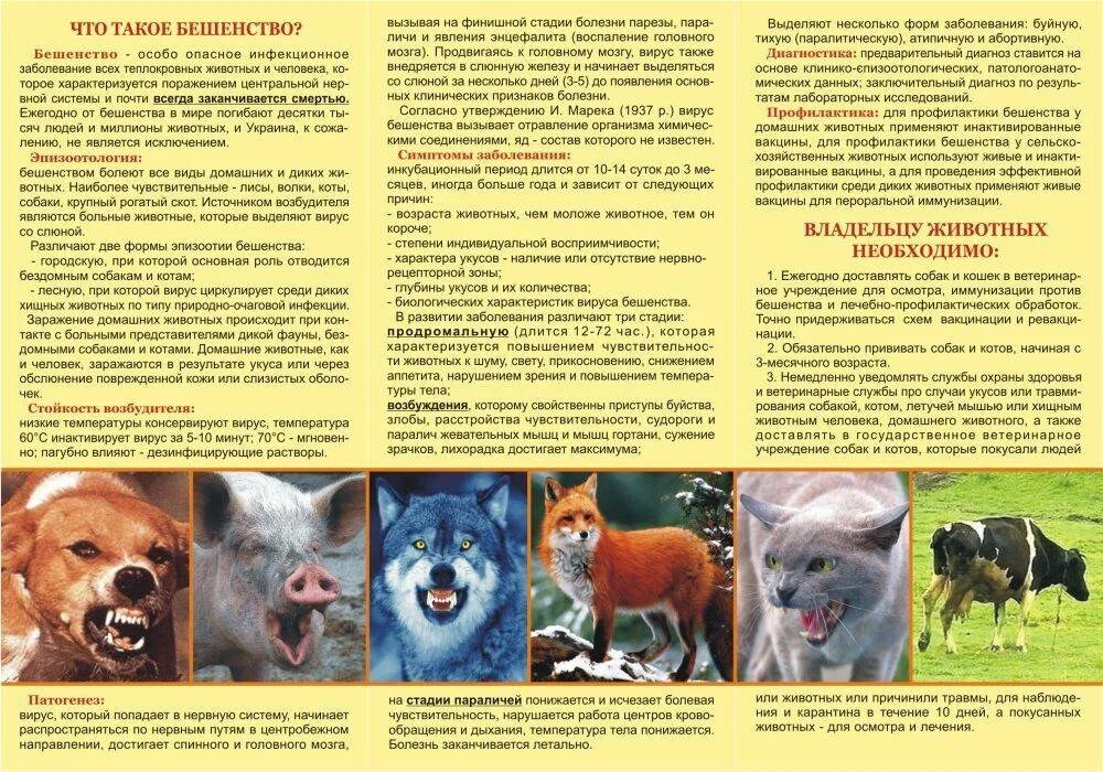 буклет на тему животные. стихи про домашних животных. буклет на тему животные. тигр красная книга. беклетна тему бешенство.