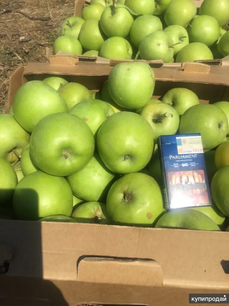 Яблоко Калибр 65+. Крымские яблоки. Сорта яблок в Крыму. Яблоня Крымская.