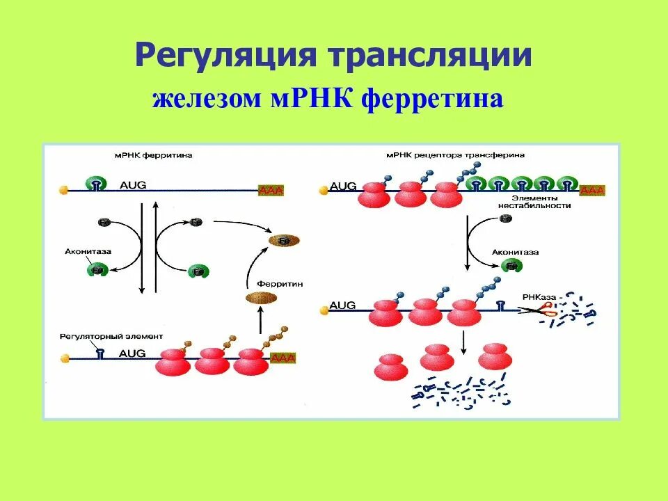 Мета трансляция. Регуляция железом трансляции МРНК ферритина схема. Регуляция трансляции ферритина. Регуляция трансляции биохимия. Регуляция железом трансляции белка ферритина.