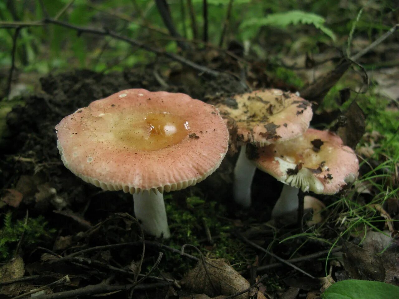 Сыроежка в каком лесу. Russula betularum. Сыроежка пластинчатый гриб. Сыроежка гладкокожая. Сыроежка Берёзовая.