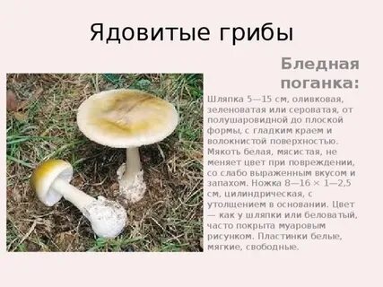 Поганка особенности