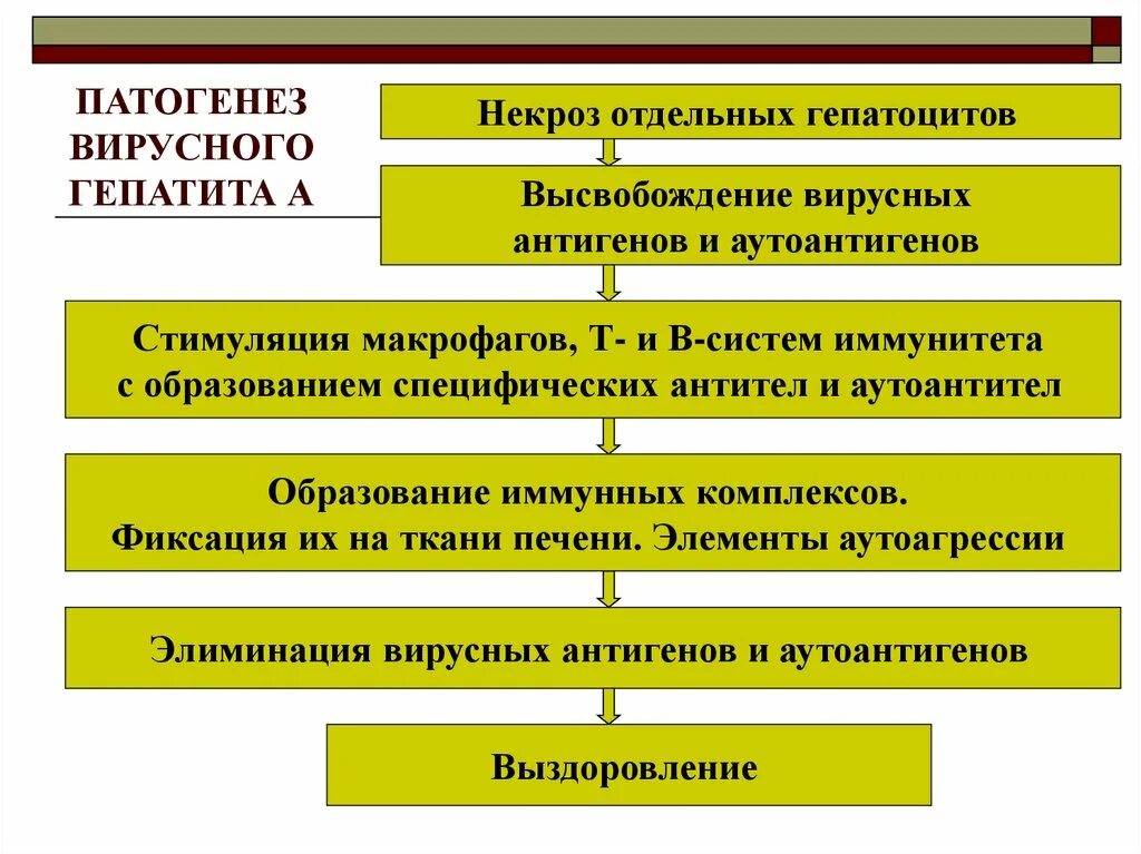 Патогенез острых вирусных гепатитов. Патогенез вирусного гепатита в схема. Патогенез гепатита а схема. Вирусный гепатит е патогенез. Гепатит а патогенез