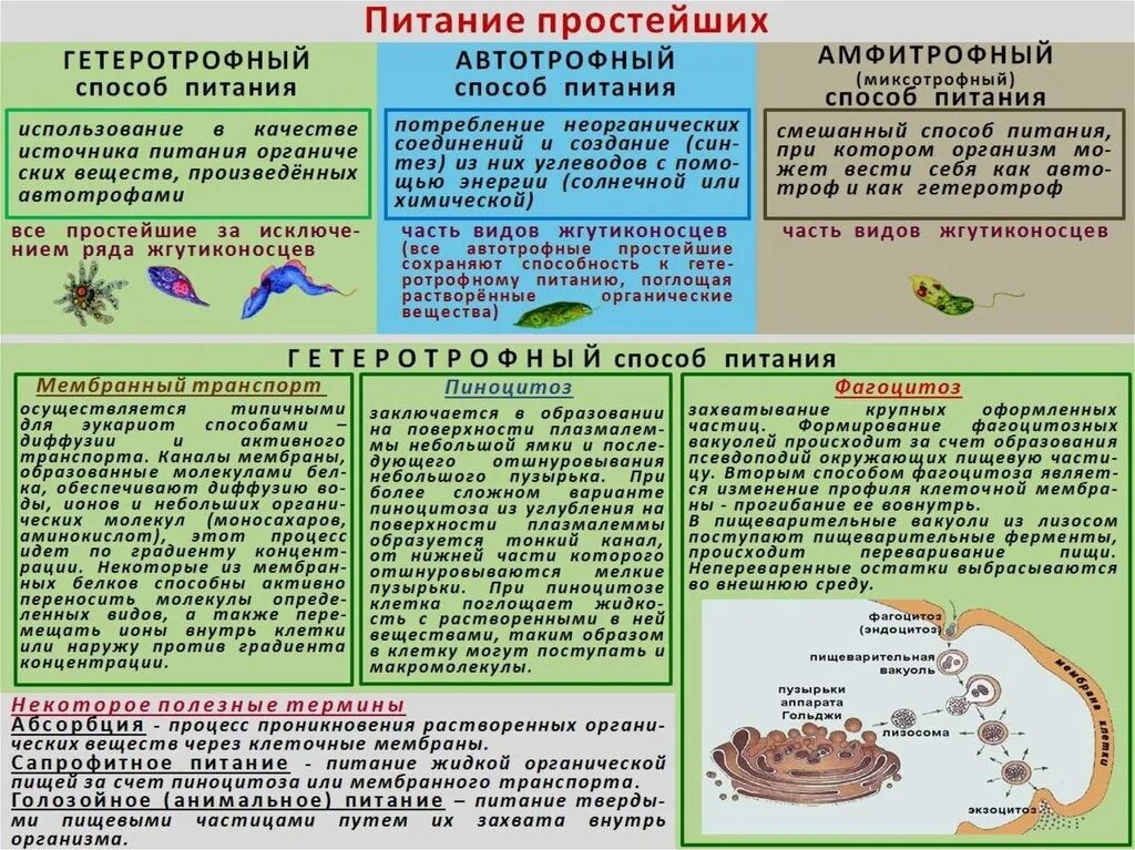 Типы питания простейших. Способы питания простейших. Питание простейших организмов. Питание простейшихших. Биофемели егэ биология варианты 2024