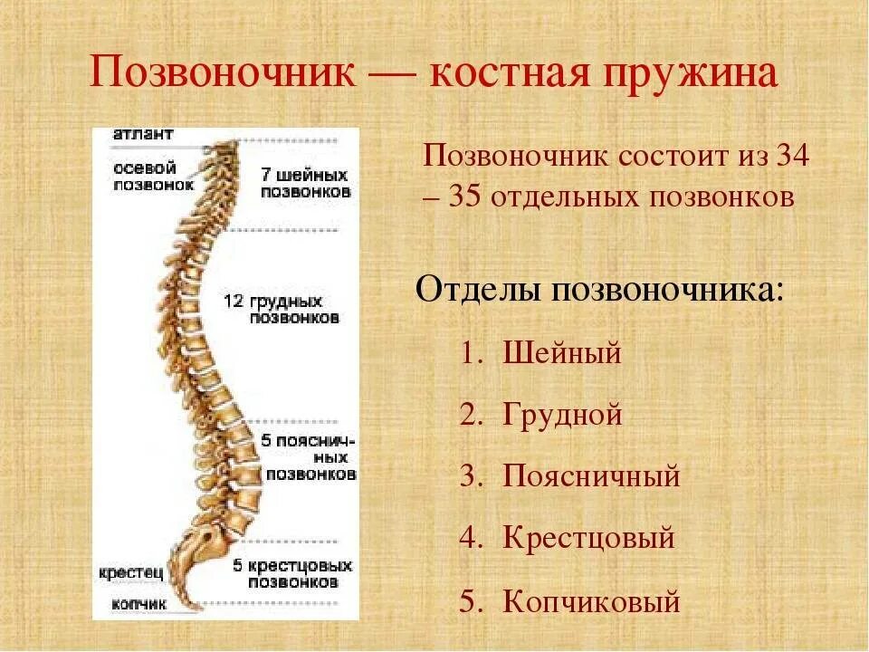 Два отдела позвоночника характерны для. Из каких отделов состоит Позвоночный столб. Скелет человека строение позвонка. Строение скелета позвоночника. Скелет туловища Позвоночный столб.