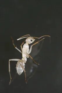 Ant lighting