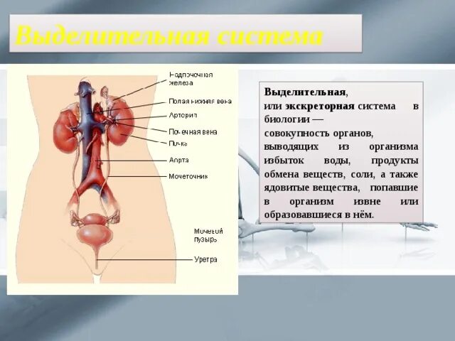 Какие органы входят в выделительную систему человека