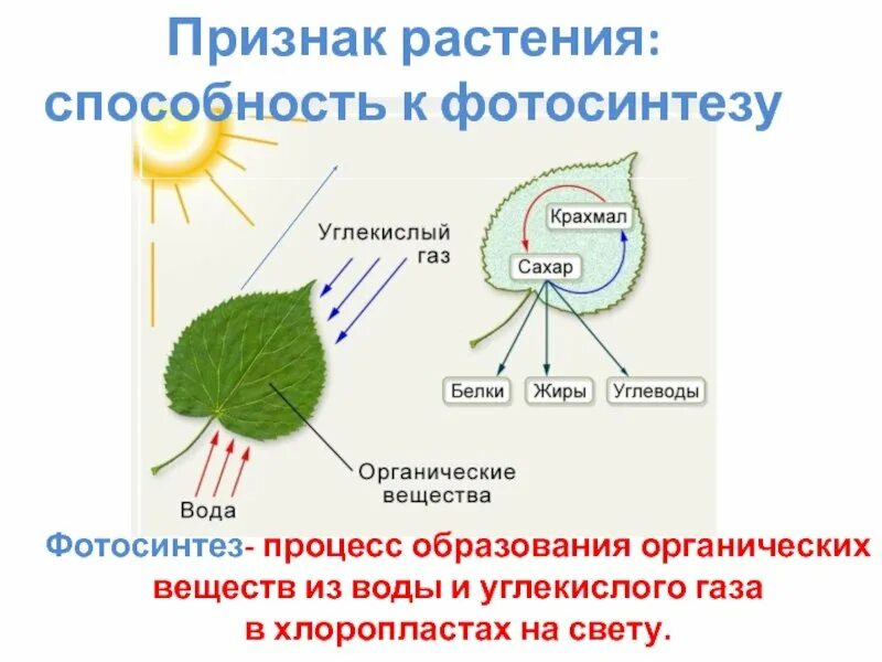 Интенсивный фотосинтез происходит. Схема фотосинтеза у растений. образование крахмала при фотосинтезе.