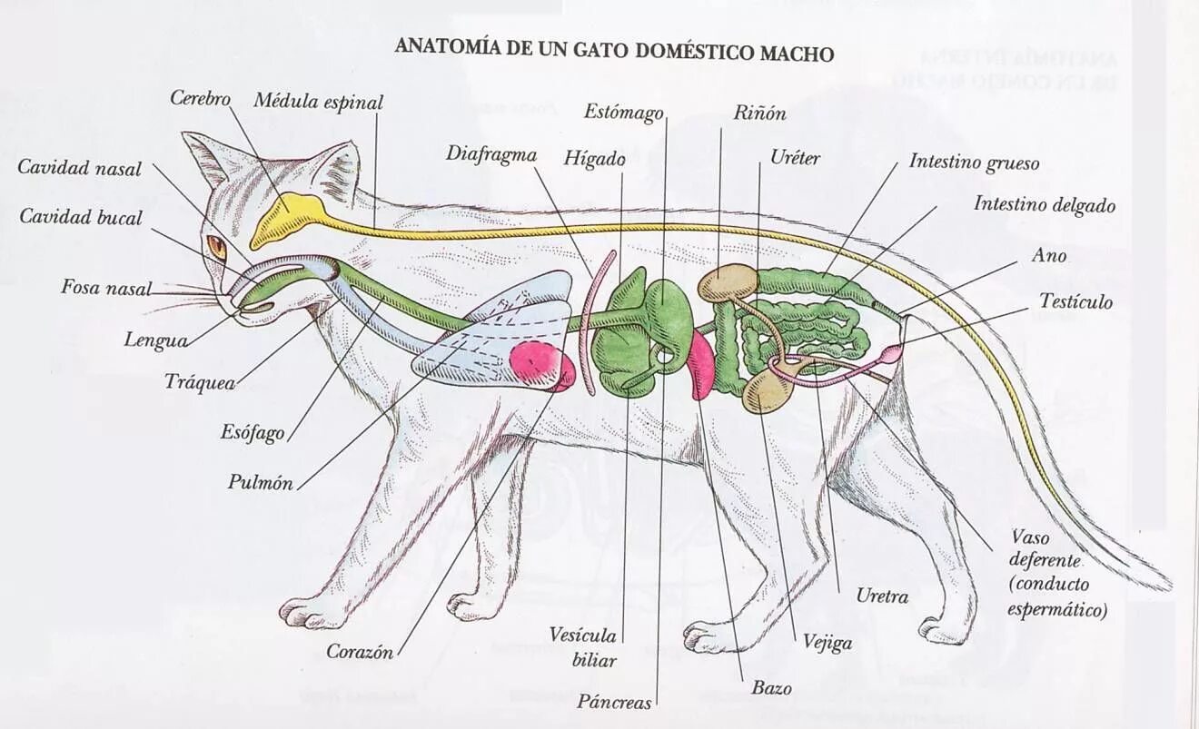 Cat organ. Органы кошки схема. Строение внутренних органов котенка. Анатомия кота внутренние органы. Анатомия кошек Ветеринария внутренних органов.