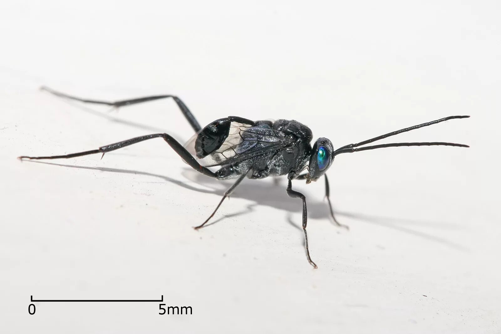Наездник опасен для человека. Evania appendigaster. наездники evaniidae. ensign wasp насекомое. таракановый наездник.