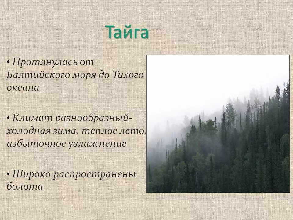 Какой климат в зоне тайги. Климат тайги зоны тайги. Тайга природная зона климат. Климат тайги 4 класс. Климатические условия тайги в России.