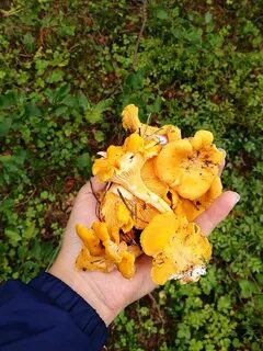 Лисички под