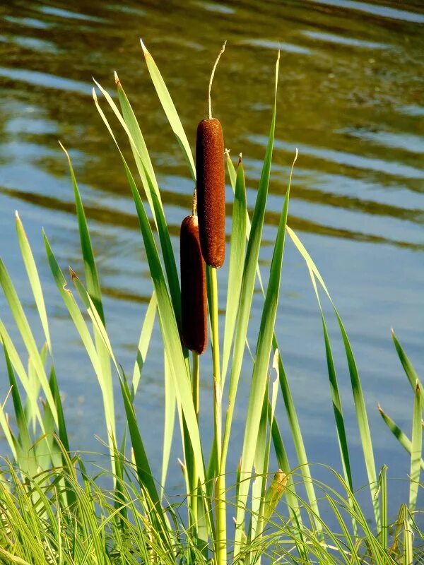 рогоз широколистный. рассказ в бианки камыши. камыш и рогоз. камыш озерный - scírpus lacustris. осока тростник камыш рогоз.