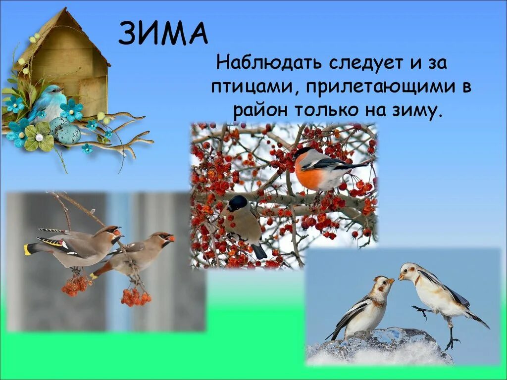Птицы прилетающие весной в россию. Какие птицы прилетают. Птицы прилетающие на зиму. Какие птицы прилетают зимой. Птицы прилетающие зимой в город.