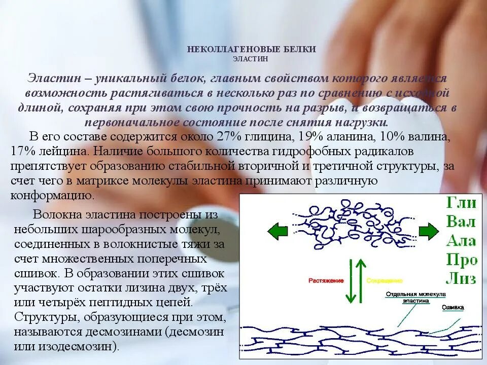 Эластин строение. Фибриллярное строение белка. Эластин строение десмозин. Эластин это белок. Неколлагеновые белки костной ткани.
