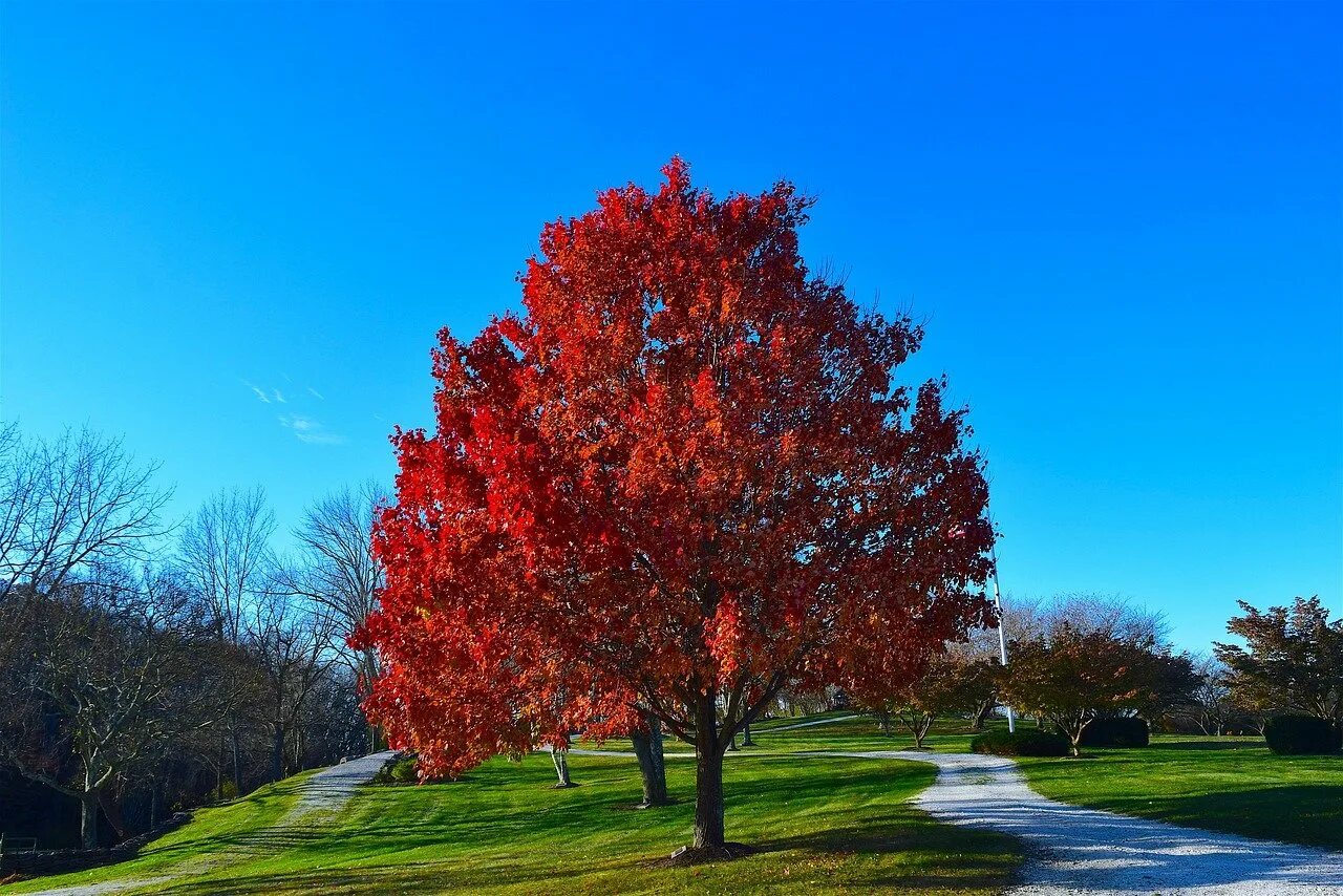 Красивое небольшое дерево. Acer rubrum (клен красный) 'Red Sunset'. Дуб канадский краснолистный. Дуб красный Quercus rubra. Клен канадский остролистный.