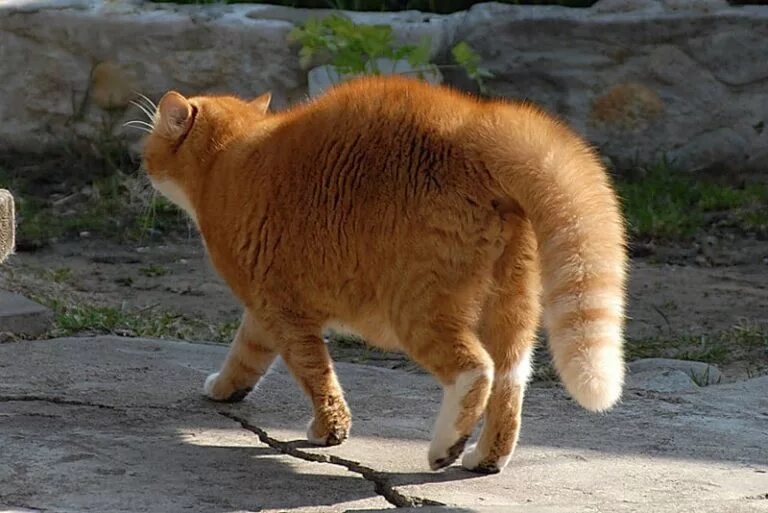 Почему кошка поворачивается