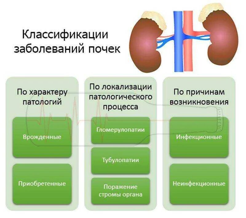 Воспаление почек заболевание. Поражение почек классификация. Воспалительные заболевания почек классификация. Болезни почек названия. Почки заболевания почек.