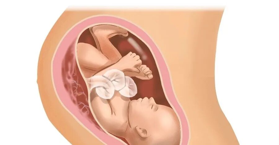 Плод на 38 неделе беременности. Ребёнок на 38 неделе беременности. 37 недель беременности что происходит с мамой
