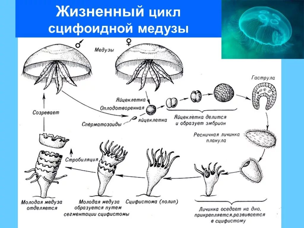 Медузы огэ. Жизненный цикл сцифоидных медуз егэ. жизненный цикл сцифоидных медуз схема 7 класс. схема цикла размножения класса сцифоидных. цикл развития сцифоидной медузы схема.