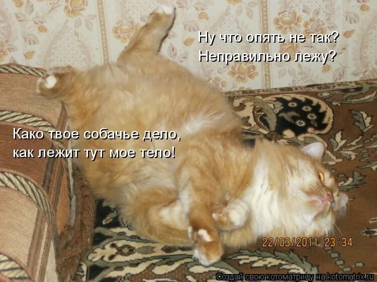 опять ты опять. Weed soldier tf2 meme. кот поел и валяется. давид гоцман фразы. Dear god soldier tf2.