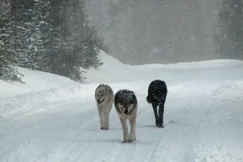 Волки бегут по дороге
