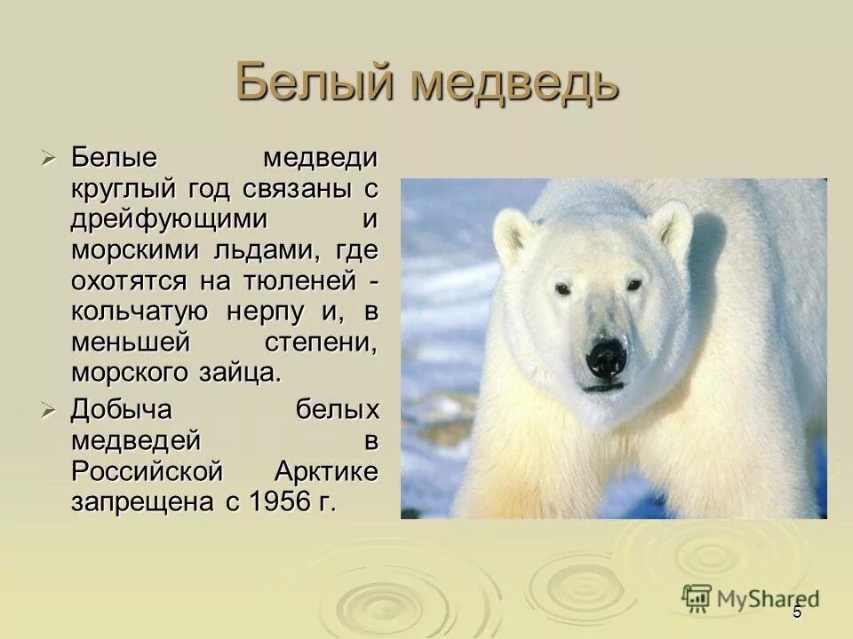 Белый медведь занесен в красную книгу. Рассказ о белом медведе. белый медведь красная книга. белый седведь красная крига. животные занесенные в красную книгу белый медведь.